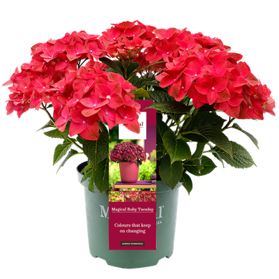 Hortensja ogrodowa &#39;Magical® Ruby Tuesday&#39; Hydrangea macrophylla