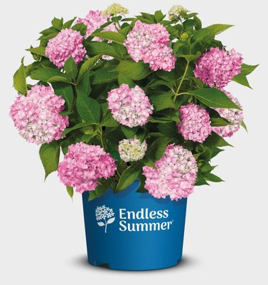 Hortensja ogrodowa &#39;Endless Summer® The Original Pink&#39; Hydrangea macrophylla
