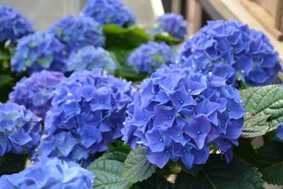 Hortensja ogrodowa &#39;Early Blue&#39; Hydrangea macrophylla