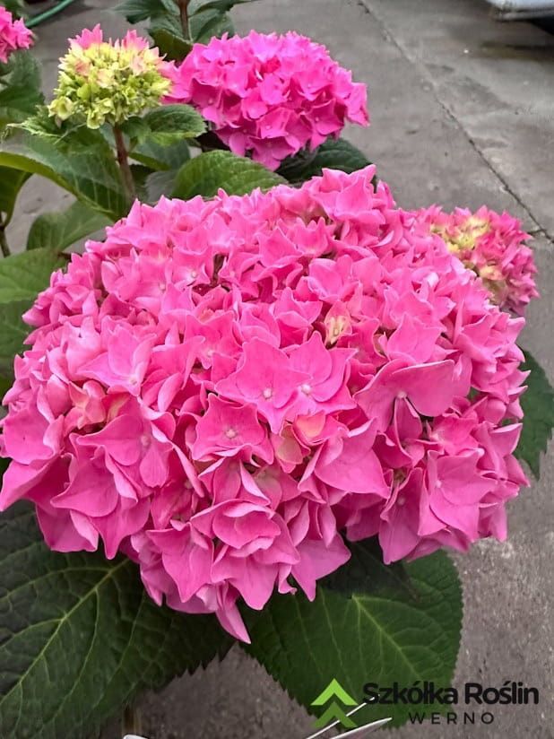 Hortensja ogrodowa Flair &amp; Flavours® &#39;Sweet Cupcake&#39; Hydrangea macrophylla
