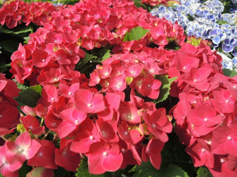 Hortensja ogrodowa &#39;Hot Red&#39; Hydrangea macrophylla