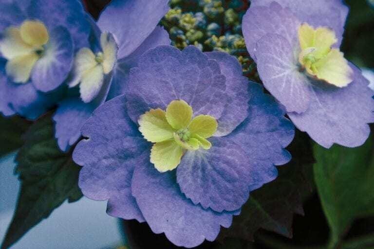 Hortensja piłkowana Flair &amp; Flavours® &#39;Blueberry Cheesecake&#39; Hydrangea serrata