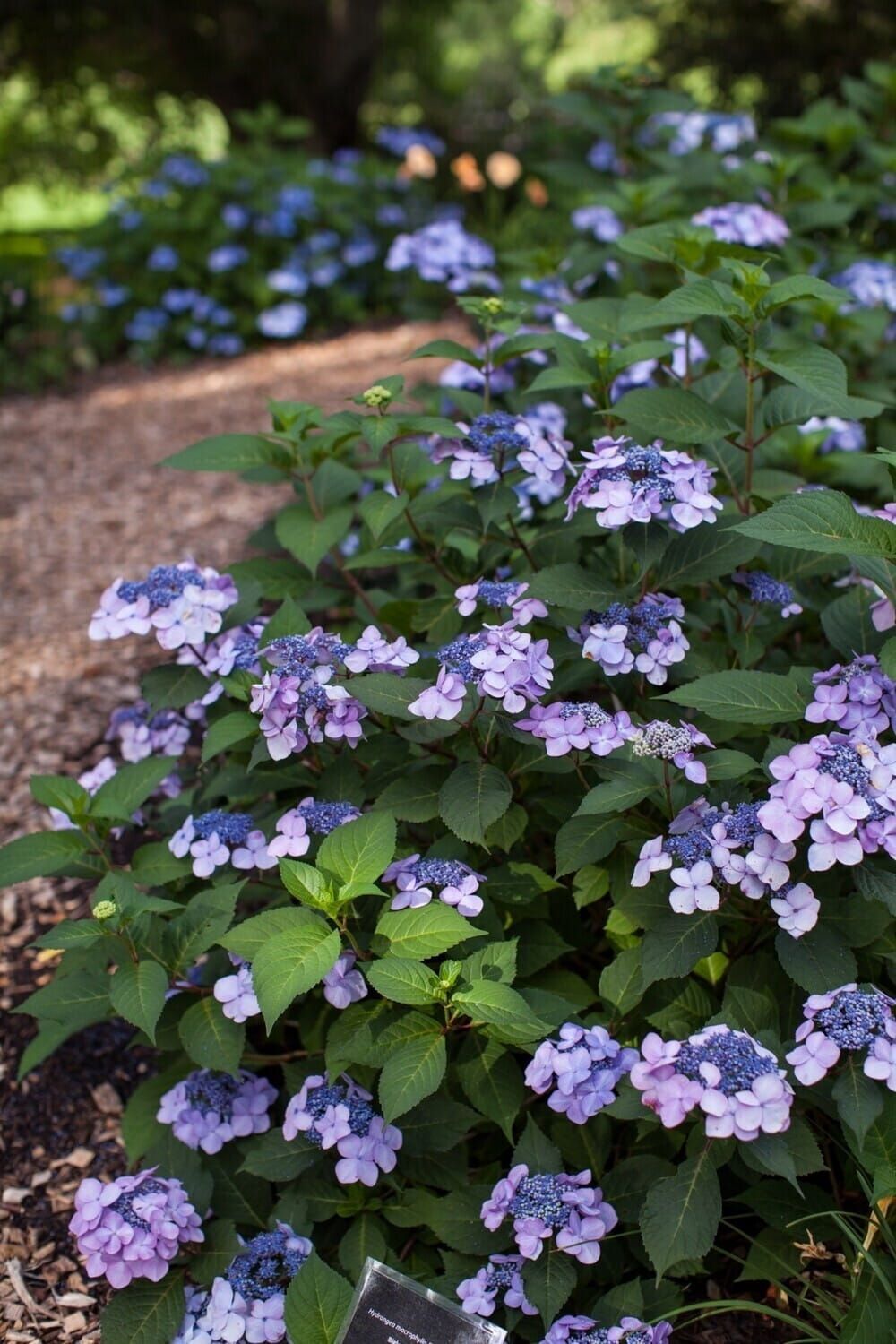 コレクション Hydrangea4937 Hortensja piłkowana F&F 'Blueberry Cheesecake' - Zadbaj o
