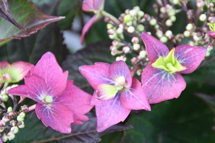 Hortensja piłkowana Flair &amp; Flavours® &#39;Blackberry Pie&#39; Hydrangea serrata