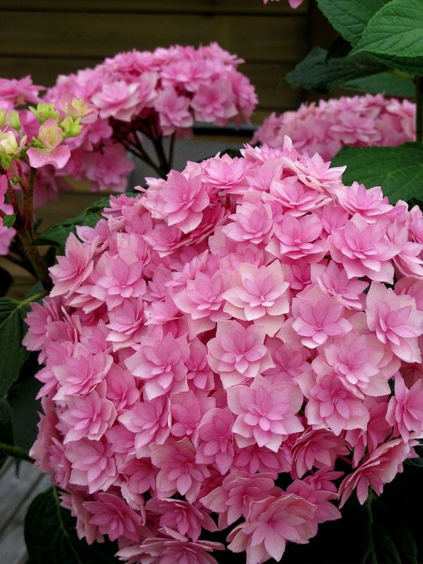 Hortensja kwitnąca co roku ogrodowa &#39;You &amp; Me® Expression&#39; Hydrangea macrophylla