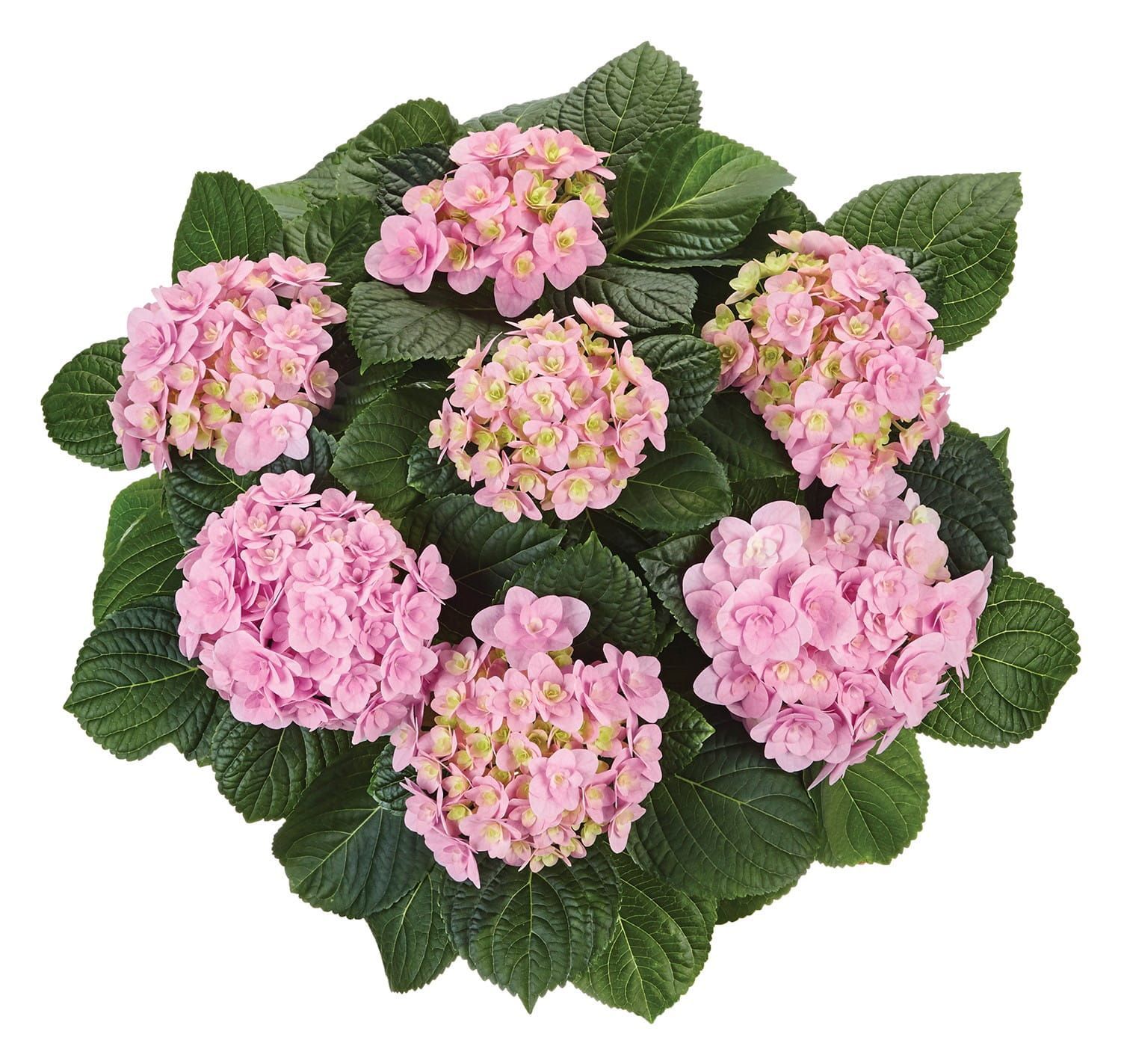 Hortensja ogrodowa &#39;Florentina Pink&#39; Hydrangea macrophylla