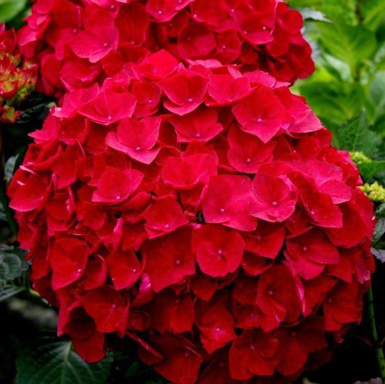 Hortensja ogrodowa &#39;Royal Red&#39; Hydrangea macrophylla