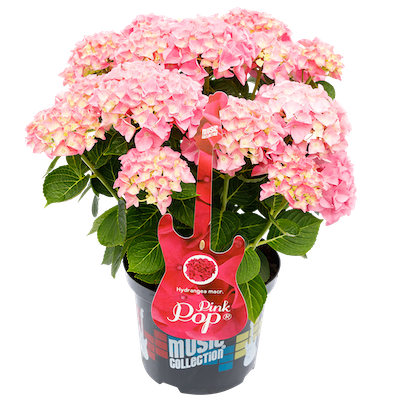 Hortensja kwitnąca na jednorocznych pędach &#39;Music Collection® Pink Punk®&#39; Hydrangea macrophylla