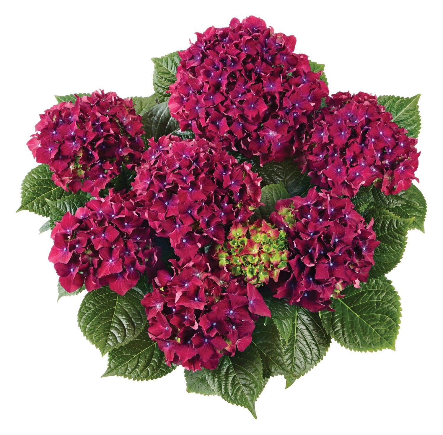 Hortensja ogrodowa &#39;Royal Red Purple&#39; Hydrangea macrophylla