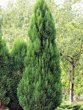 Cyprysik Lawsona &#39;Witzeliana&#39; Chamaecyparis  lawsoniana