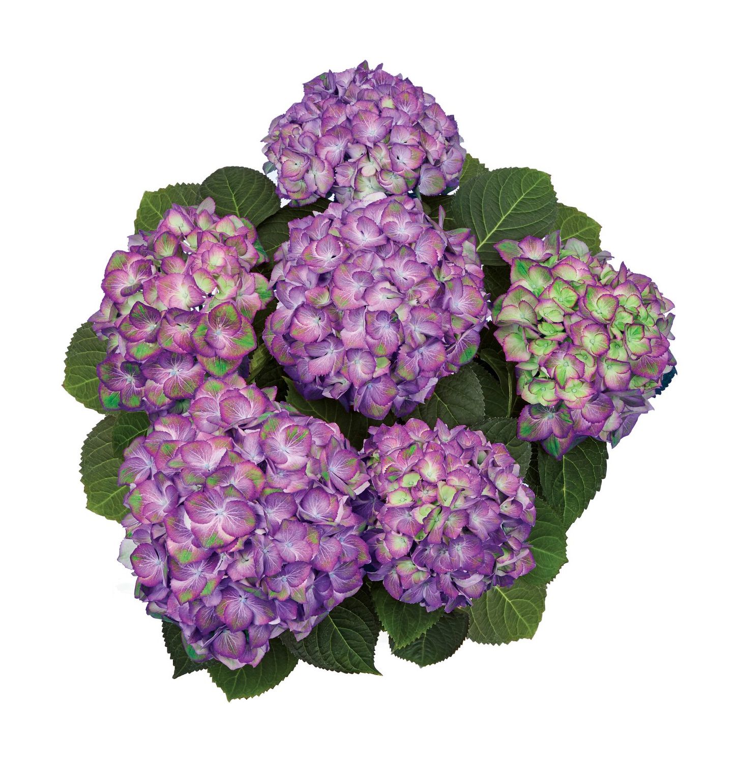 Hortensja ogrodowa &#39;Sweet Lips Purple&#39; Hydrangea macrophylla