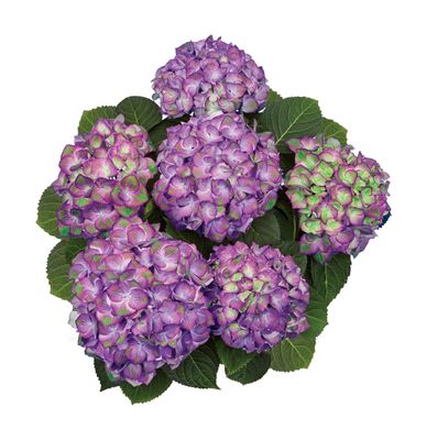 Hortensja ogrodowa &#39;Sweet Lips Purple&#39; Hydrangea macrophylla