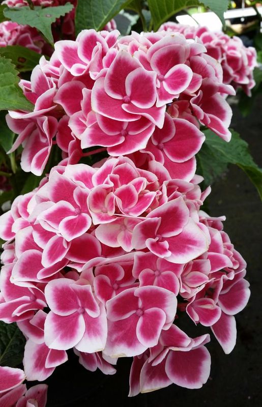 Hortensja ogrodowa &#39;Camilla&#39; Hydrangea macrophylla