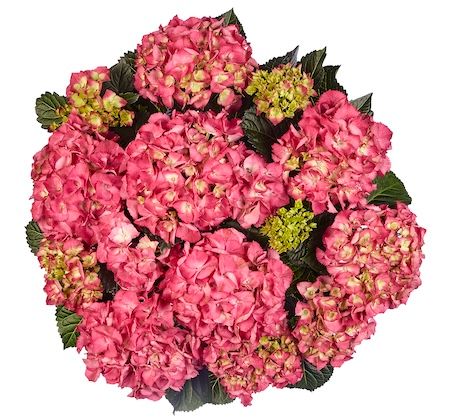 Hortensja ogrodowa &#39;Baladia Hot Pink&#39; Hydrangea macrophylla