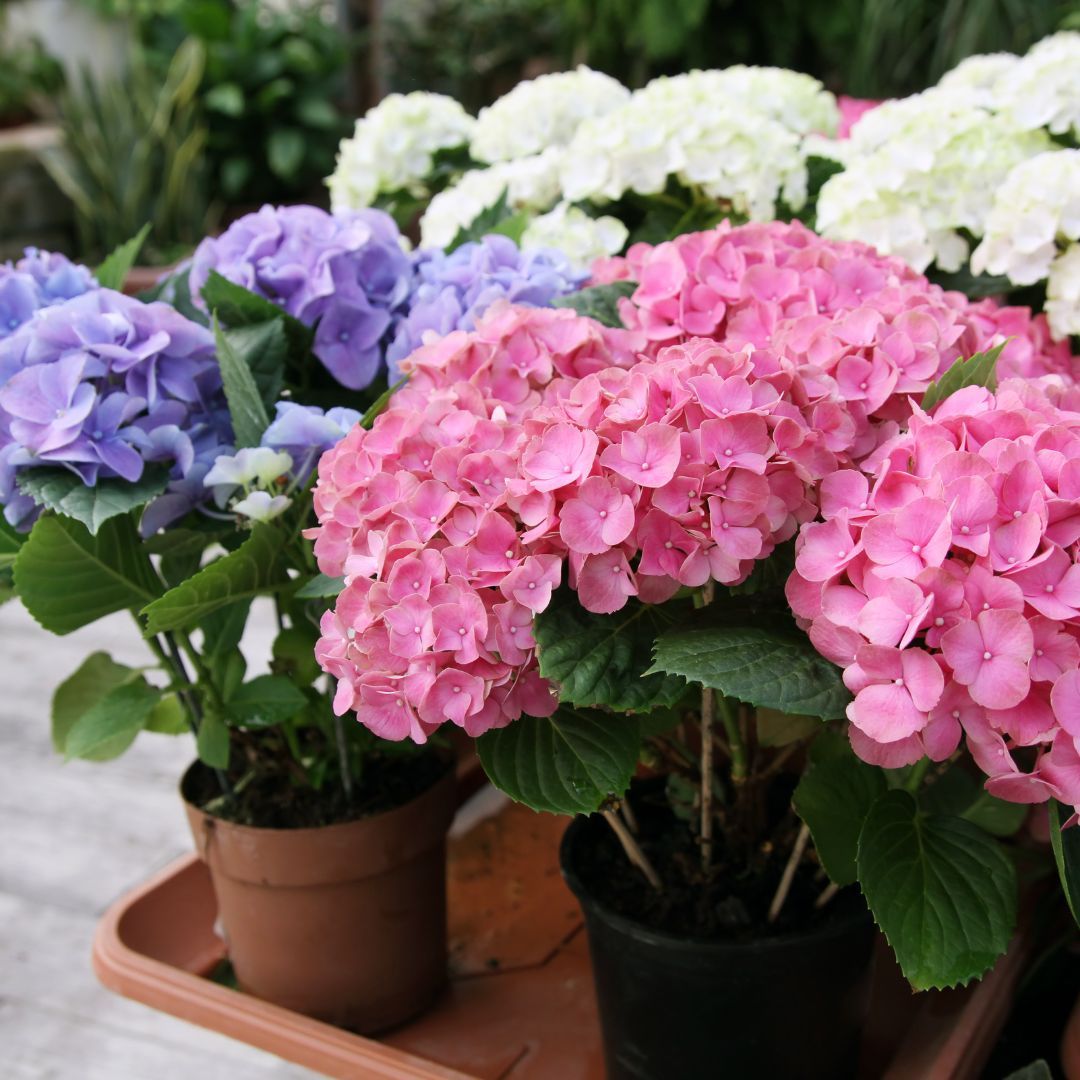 Hortensja ogrodowa mix kolorów Hydrangea macrophylla