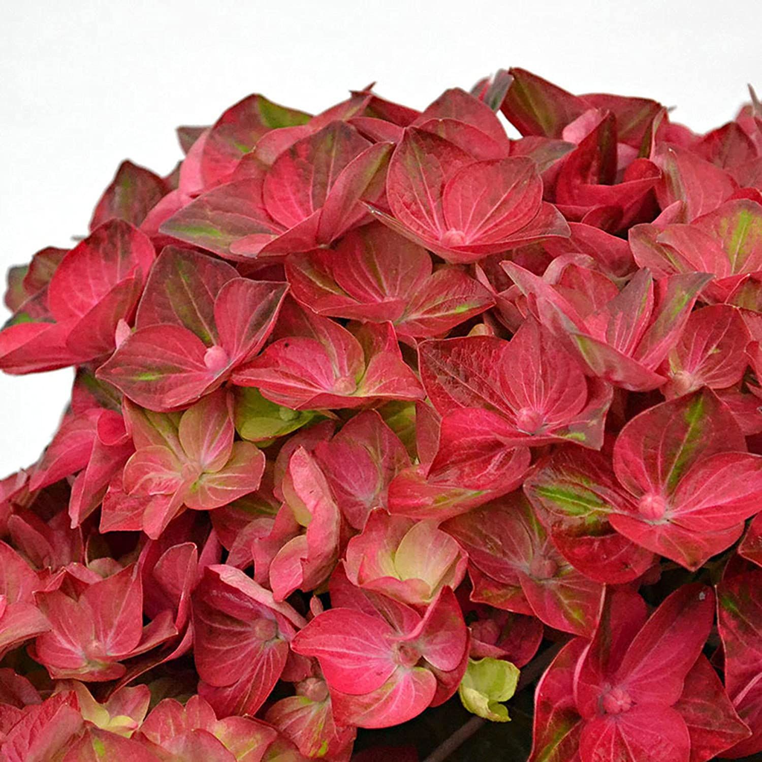 Hortensja ogrodowa &#39;Rembrandt Rosso Glory&#39; Hydrangea macrophylla