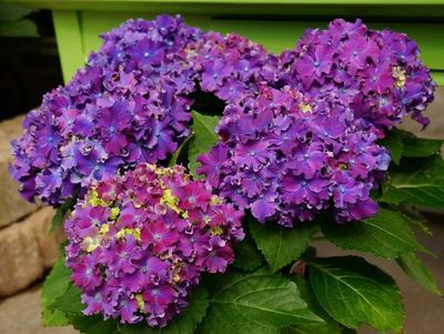 Hortensja ogrodowa &#39;Curly® Sparkle Blue Purple&#39; Hydrangea macrophylla