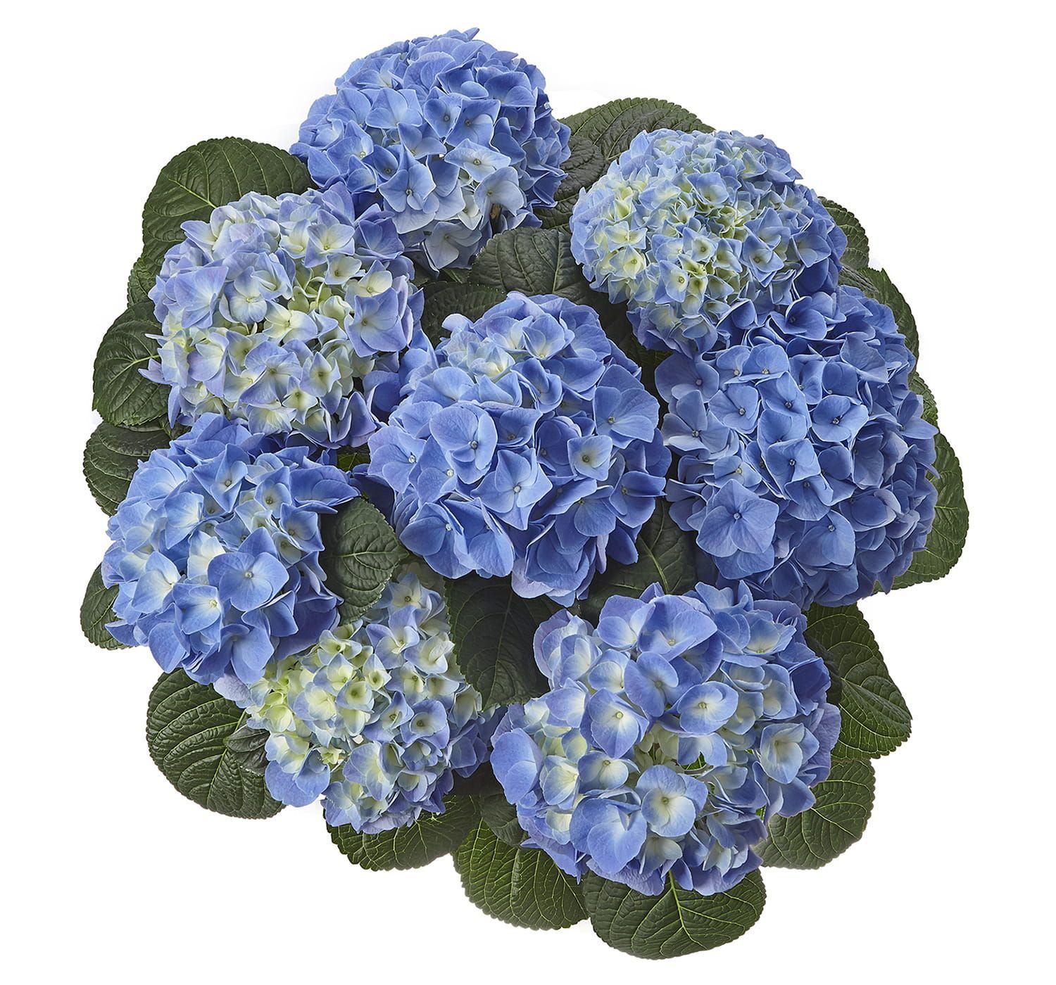 Hortensja ogrodowa &#39;Fabalo Blue&#39; Hydrangea macrophylla