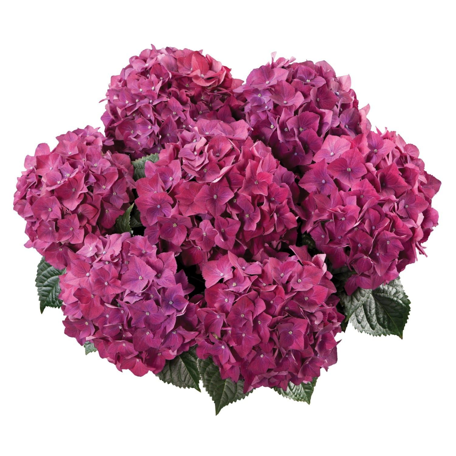 Hortensja ogrodowa &#39;Hot Red Purple&#39; Hydrangea macrophylla