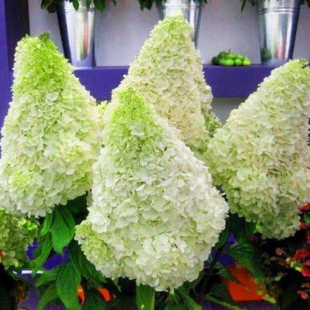 Hortensja bukietowa &#39;Magical® Moonlight&#39; Hydrangea paniculata