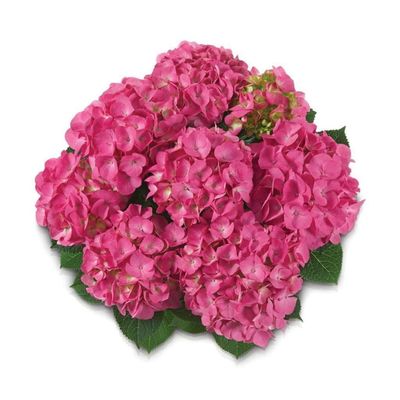 Hortensja ogrodowa &#39;Jip Pink&#39; Hydrangea macrophylla