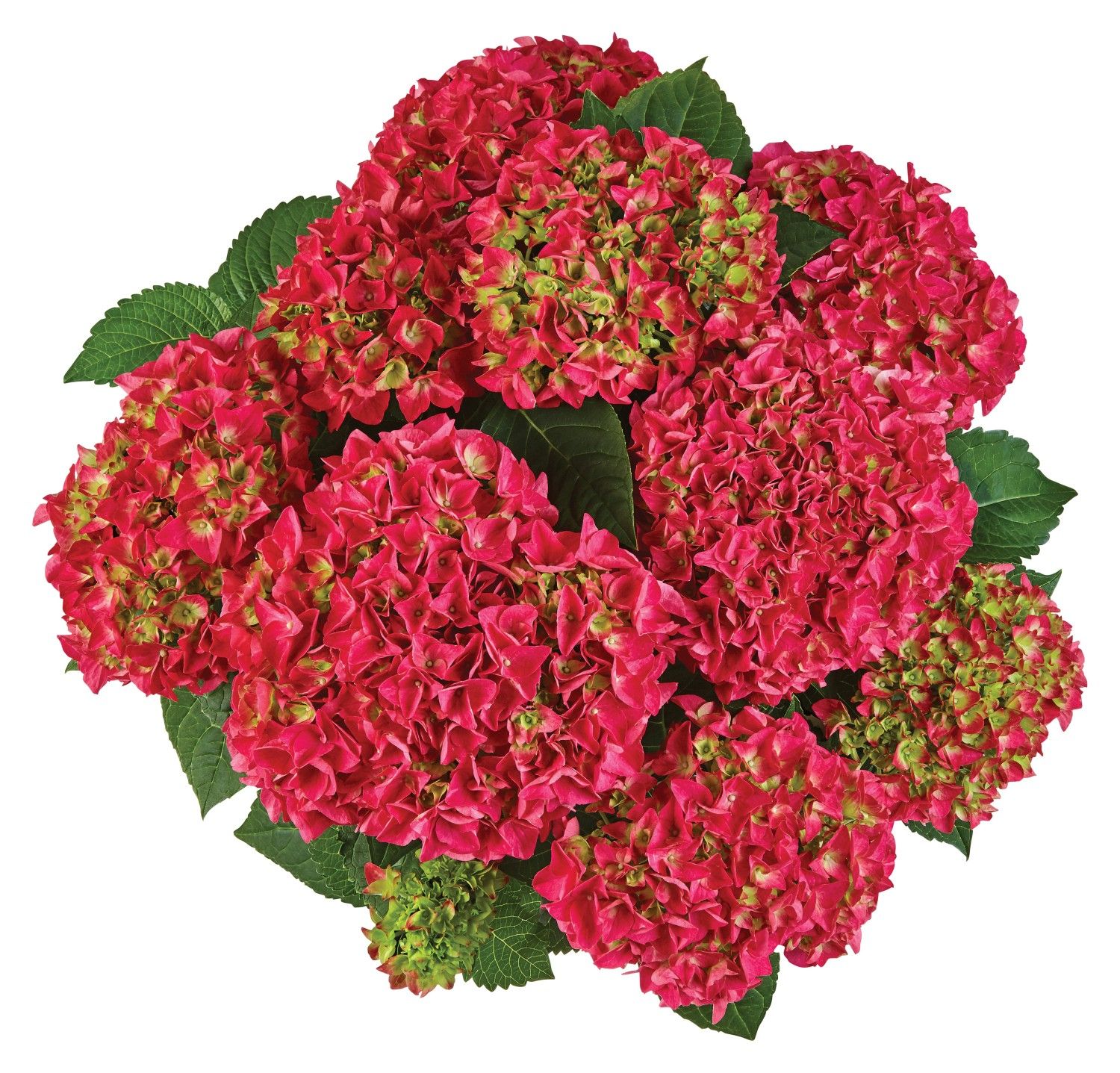 Hortensja ogrodowa &#39;Saxon® Bright Red&#39; Hydrangea macrophylla