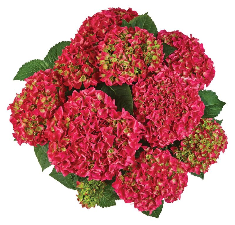 Hortensja ogrodowa &#39;Saxon® Bright Red&#39; Hydrangea macrophylla