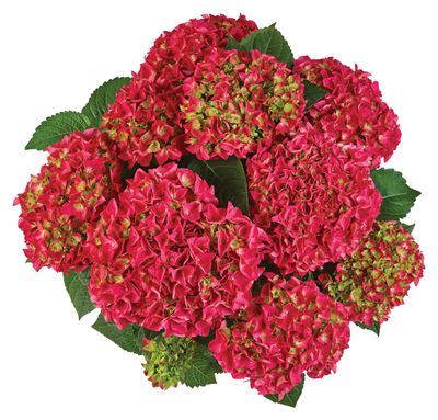 Hortensja ogrodowa &#39;Saxon® Bright Red&#39; Hydrangea macrophylla