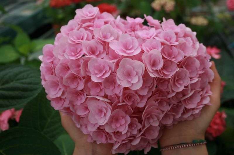 Hortensja kwitnąca co roku ogrodowa &#39;You &amp; Me® Love&#39; Hydrangea macrophylla