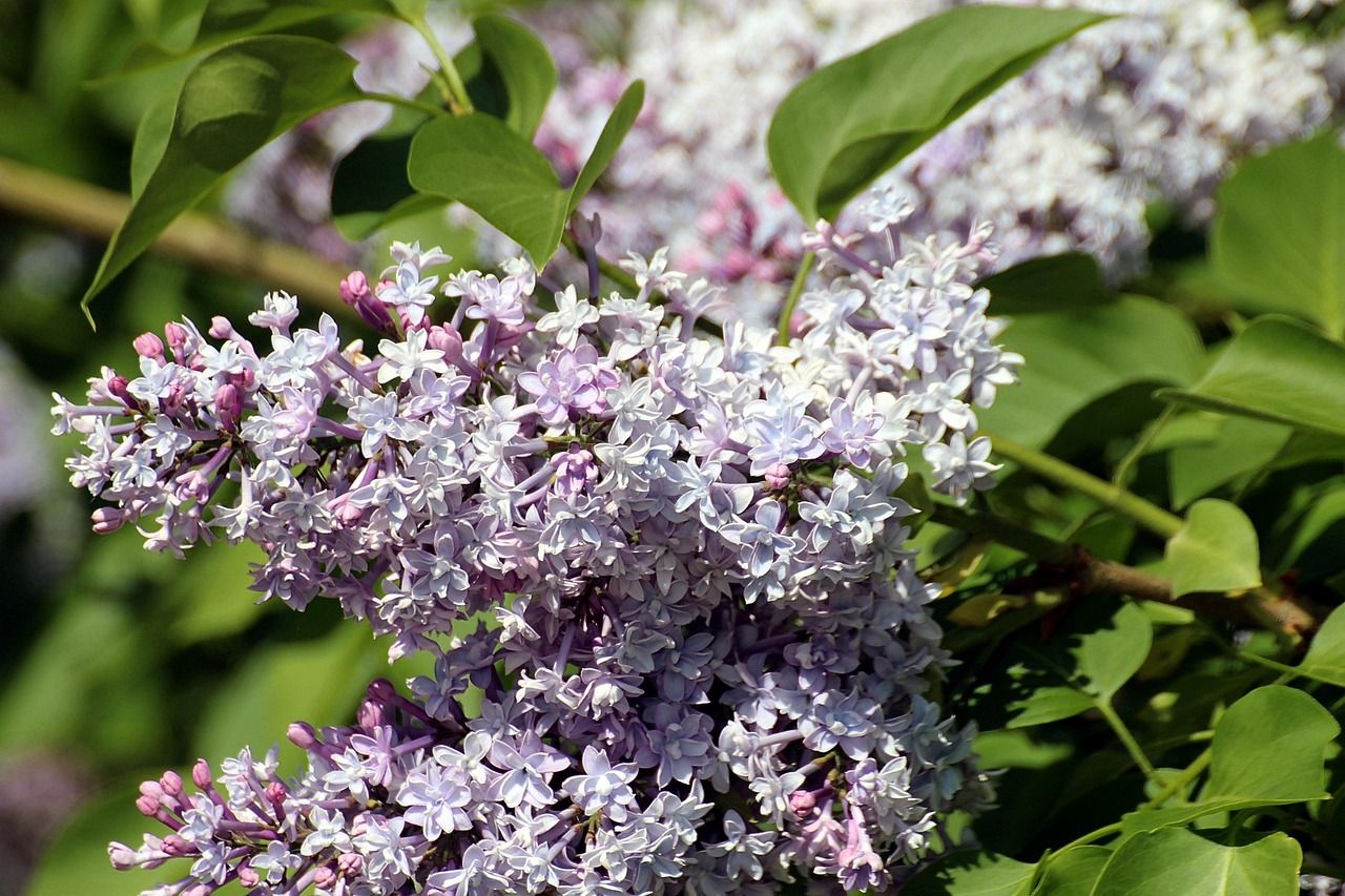 Lilak &#39;Miss Kim&#39; Syringa meyeri