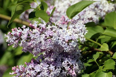 Lilak &#39;Miss Kim&#39; Syringa meyeri