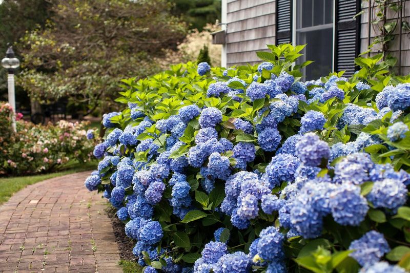 Hortensja ogrodowa &#39;Endless Summer® The Original Blue&#39; Hydrangea macrophylla