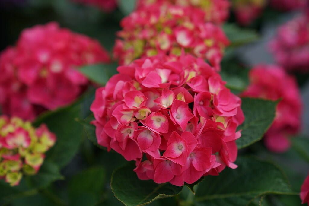 Hortensja &#39;Flair &amp; Flavours® Raspberry Lemonade&#39; Hydrangea macrophylla