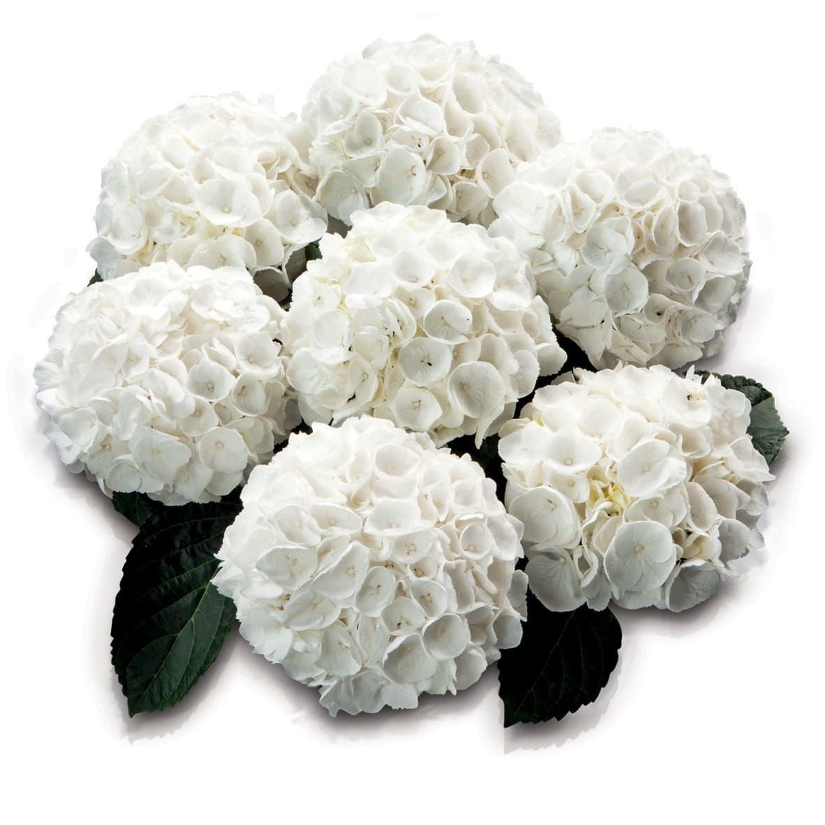 Hortensja ogrodowa &#39;White Delight&#39; Hydrangea macrophylla