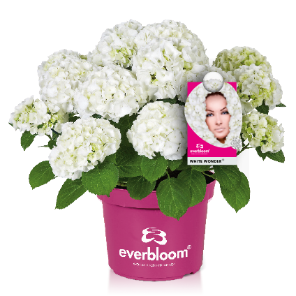 Hortensja ogrodowa Everbloom® &#39;White Wonder&#39; Hydrangea macrophylla