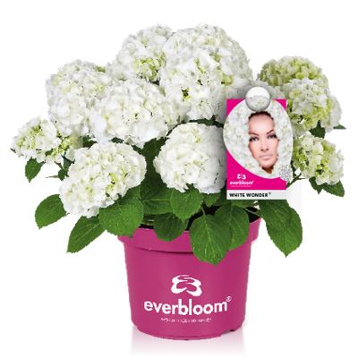 Hortensja ogrodowa Everbloom® &#39;White Wonder&#39; Hydrangea macrophylla