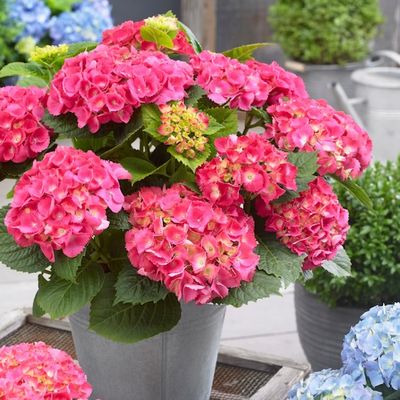 Hortensja ogrodowa &#39;Little Collection® Little XS Pink&#39; Hydrangea macrophylla