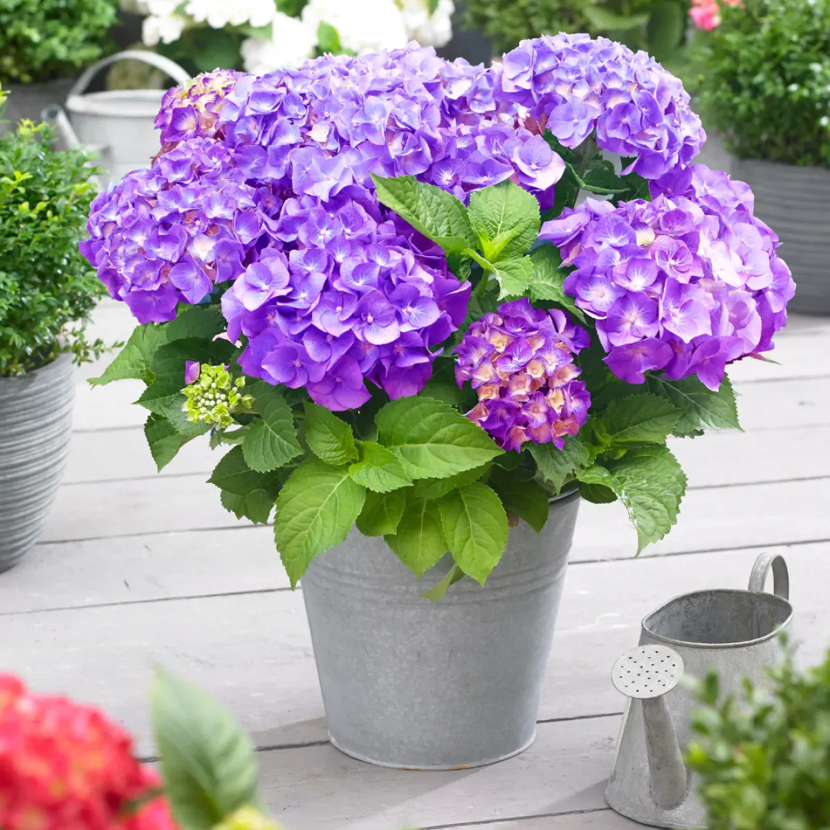 Hortensja ogrodowa &#39;Little Collection® Little XS Purple&#39; Hydrangea macrophylla