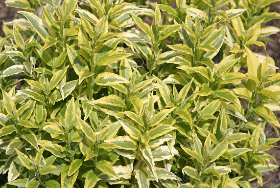 Żylistek &#39;Variegata&#39; Deutuzia gracilis
