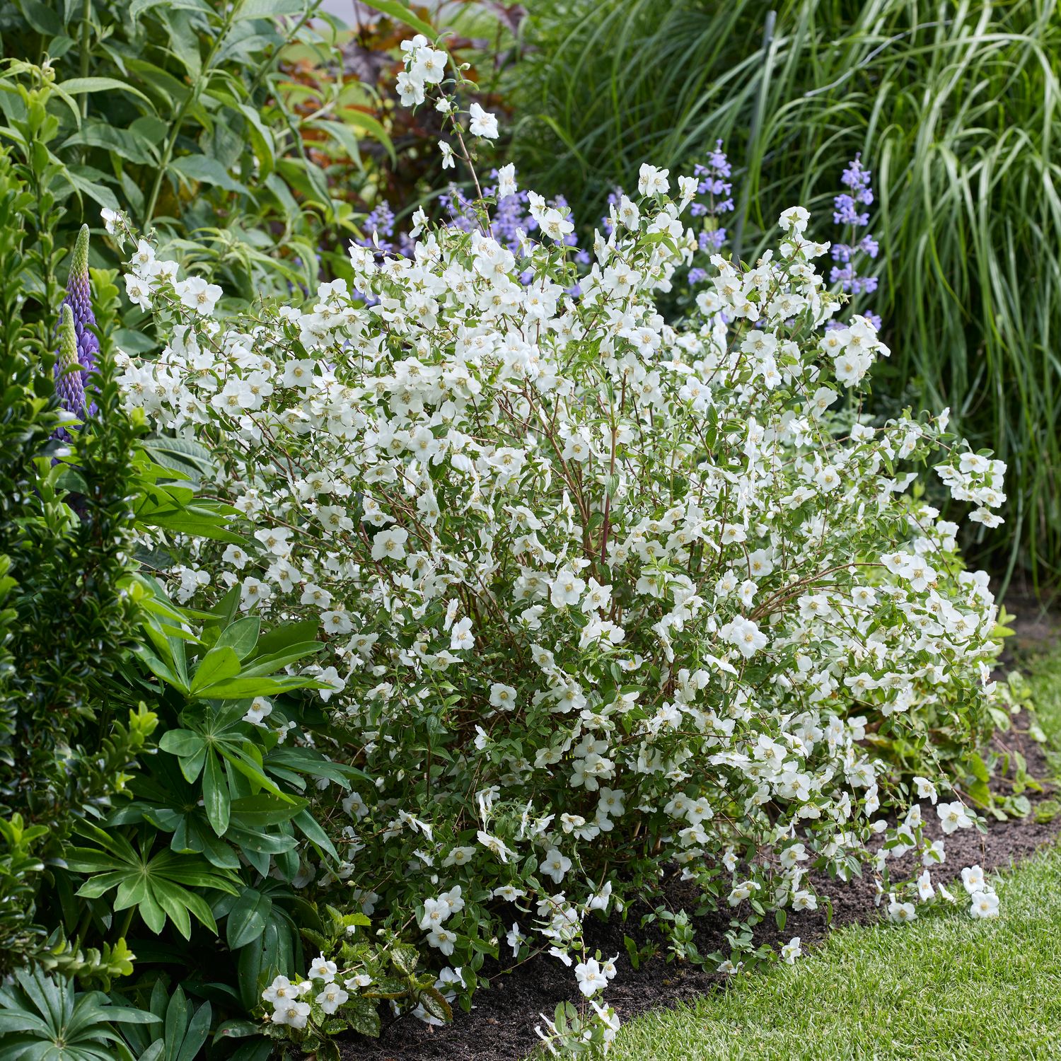 Jaśminowiec &#39;Petite Perfume White&#39; Philadelphus