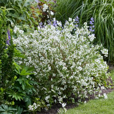 Jaśminowiec &#39;Petite Perfume White&#39; Philadelphus