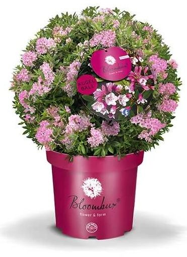 Różanecznik Rododendron &#39;Bloombux® Magenta&#39; Rhododendron