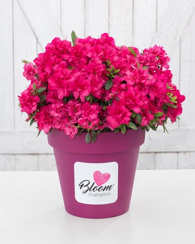 Azalia japońska &#39;BloomChampion®&#39; Azalea japonica