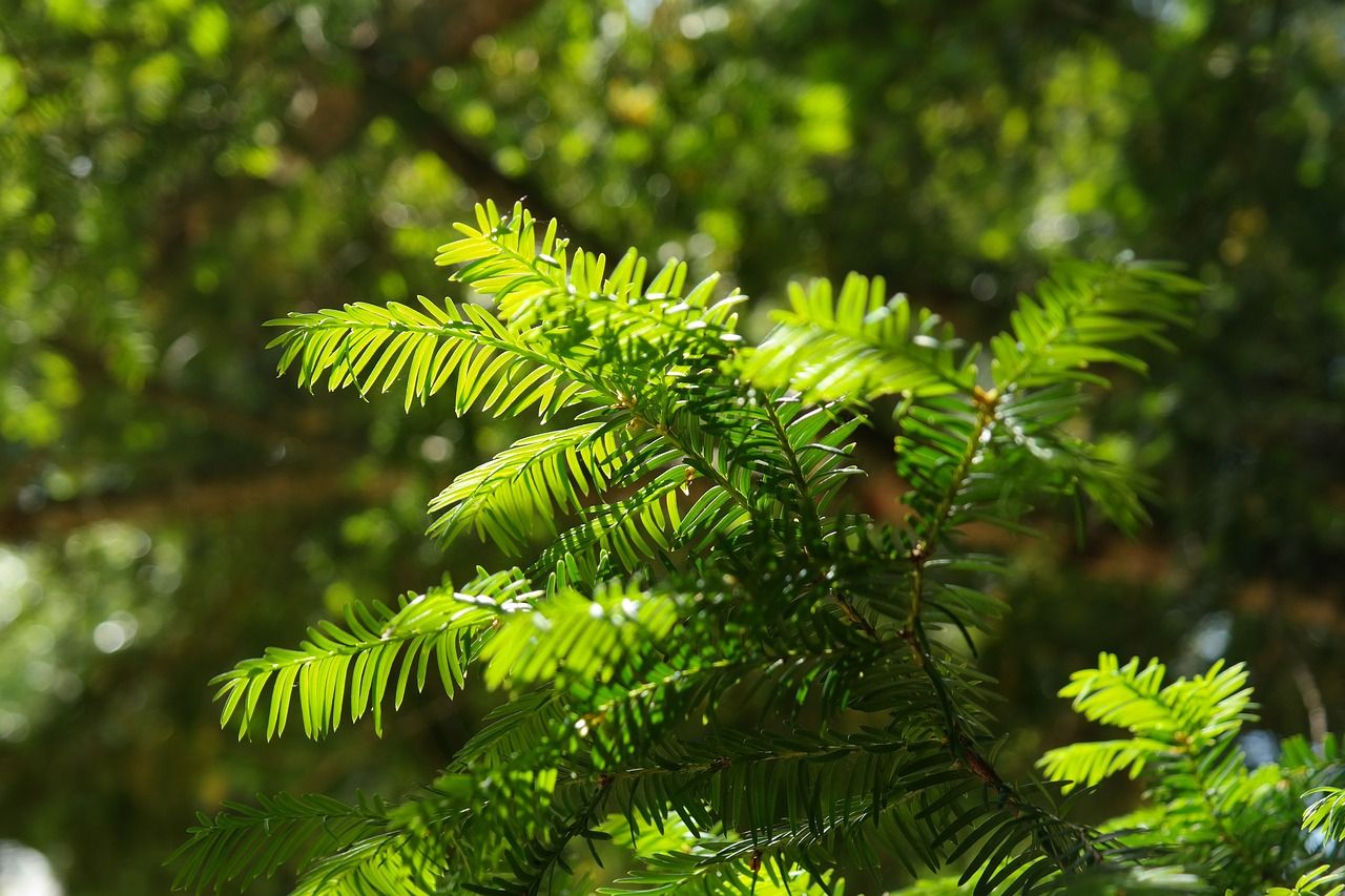 Cis pośredni &#39;Green Mountain&#39; Taxus media