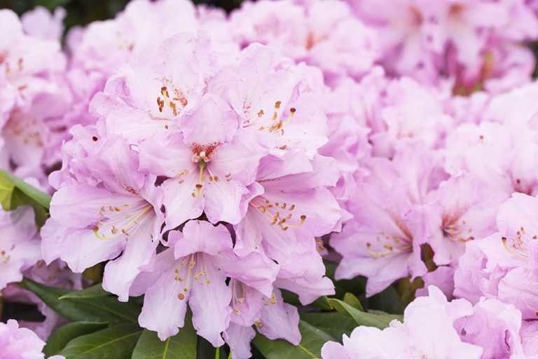 Rododendron Różanecznik &#39;INKARHO®-DUFTHECKE Rosa&#39; Rhododendron