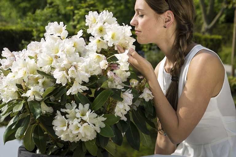 Rododendron Różanecznik &#39;INKARHO®-DUFTHECKE White&#39; Rhododendron