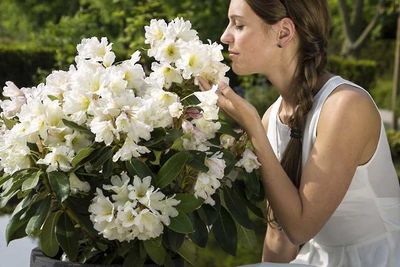 Rododendron Różanecznik &#39;INKARHO®-DUFTHECKE White&#39; Rhododendron