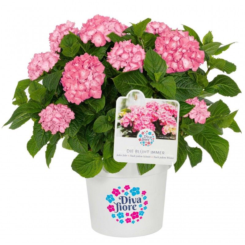 Hortensja ogrodowa &#39;Diva Fiore® Pink&#39; Hydrangea macrophylla