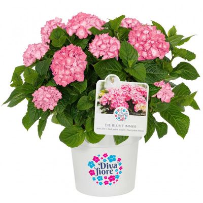 Hortensja ogrodowa &#39;Diva Fiore® Pink&#39; Hydrangea macrophylla