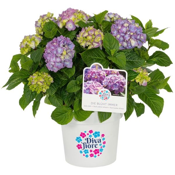 Hortensja ogrodowa 'Diva Fiore® Purple' Hydrangea macrophylla